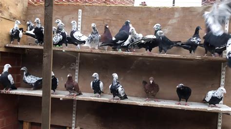 Wonder <b>Pigeon</b>. . Racing pigeon equipment for sale